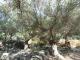 Ruines de Casenoves